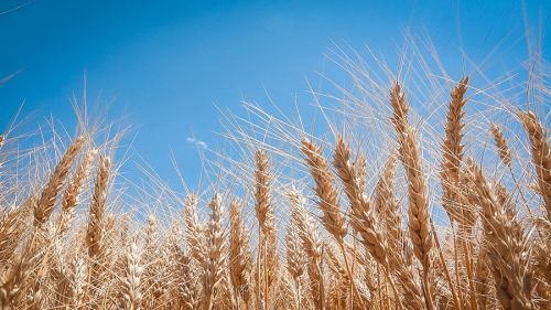 Азбука зернотрейдинга — продажи на условиях CIF, FOB, CPT и EXW