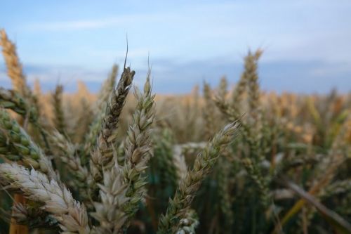 Старт элеваторного сезона 2020: подвела урожайность ранних зерновых