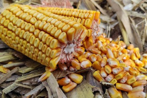 Збір та сушіння кукурудзи-2023: чи варто та що роблять аграрії