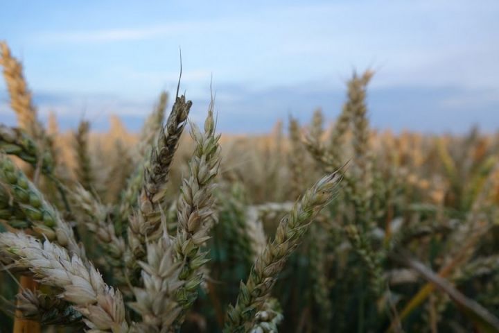 Старт элеваторного сезона 2020: подвела урожайность ранних зерновых