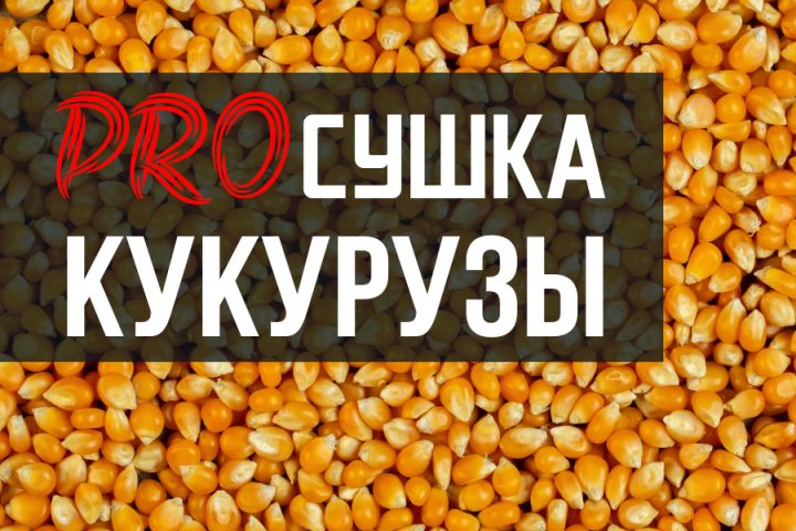 ProСушка: Как сушить кукурузу