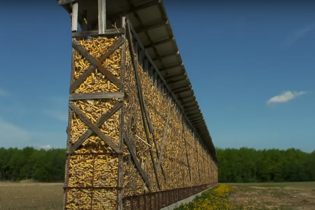 Конструкції для сушіння кукурудзи ставлять у місцях із потужними вітрами. Фото Radio-Canada Info 