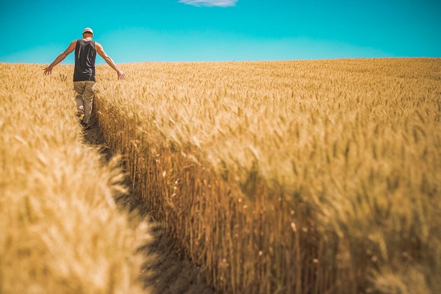 Вартість пшениці в Індії зросла на 6-7%, у світі —  до 30%.