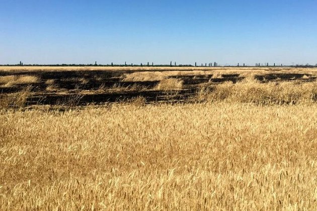 Спалена пшениця на полях