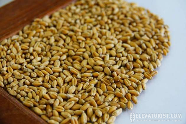 Показники клейковини у пшениці цього року занизькі, каже експерт