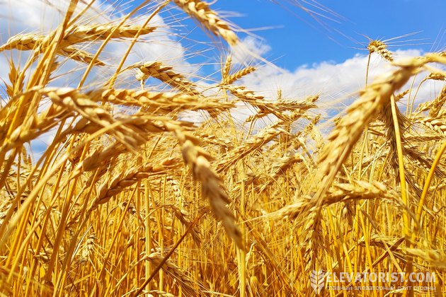 У врожаї-2022 найбільше пшениці 3 і 4класів