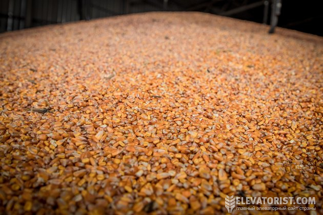 Кукурудза є гарною сировиною для виробництва біоетанолу