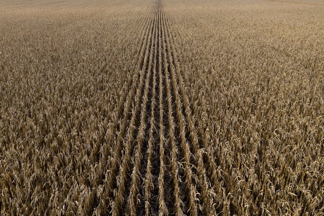 Поле кукурудзи. Фото ілюстративне