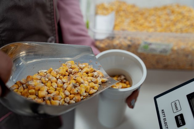Аналіз якості кукурудзи в лабораторії елеватора. Фото ілюстративне