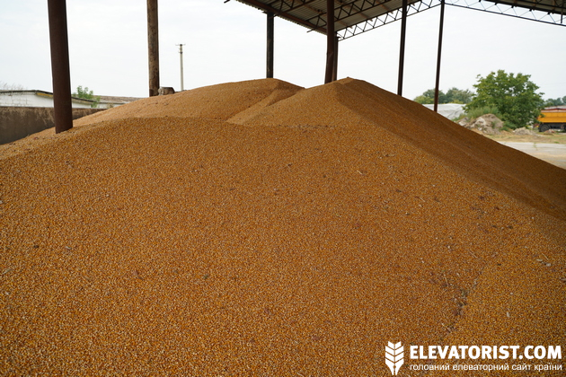 Вперше цього року в деяких господарствах на Київщині кукурудзу не потрібно сушити