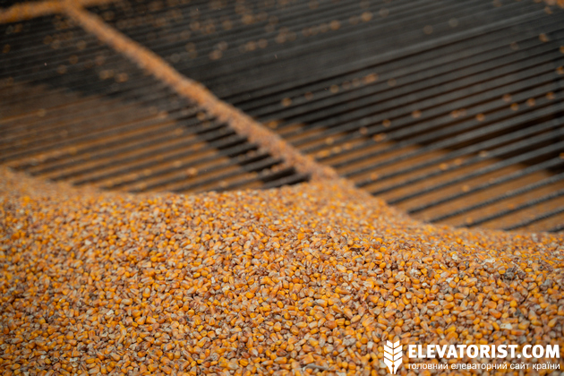 Кукурудза на елеваторі Голоби