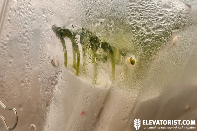 Перевірка схожості насіння