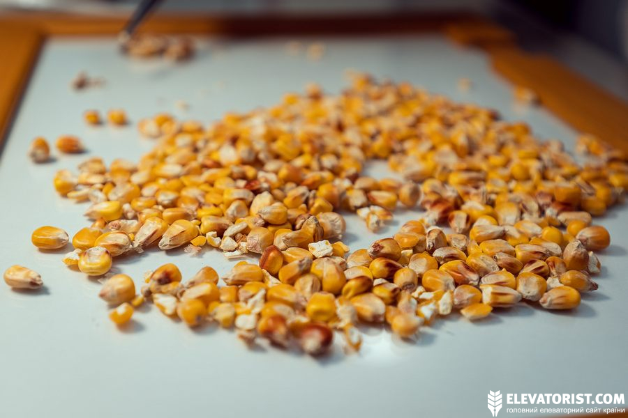 Аграрії розраховують, що кукурудза з часом висохне в полі