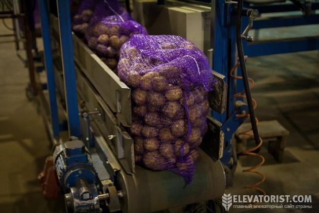 Лінія доробки картоплі в овочесховищі