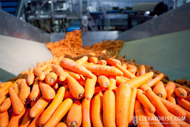 Лінія доробки моркви в овочесховищі