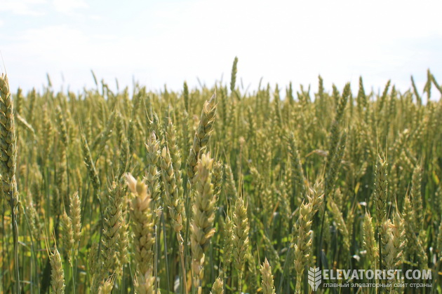 Поле органической пшеницы
