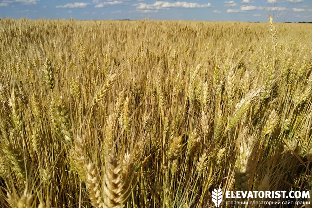 Цього року ціни на пшеницю нового врожаю не поступаються цінам минулого сезону