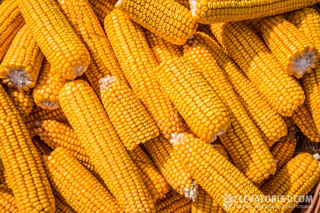 Світові брокери непокояться черерз ймовірний дефіцит кукурудзи у новому сезоні