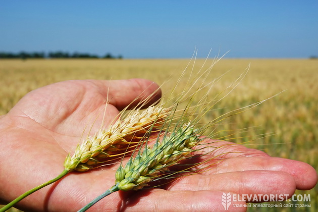 Європейські млини охоче закуповують українську пшеницю