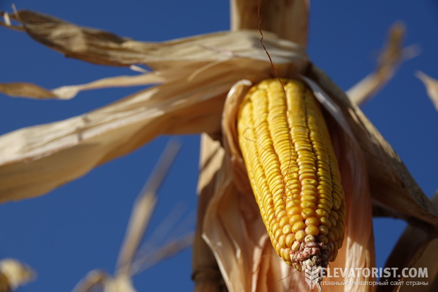 Внутрішній ринок української кукурудзи перенасичений пропозицією