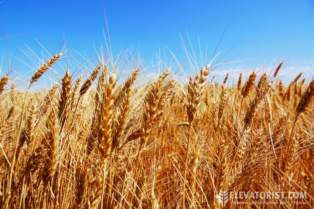 Котирування пшениці на європейських та американських біржах минулого тижня розійшлися у напрямках