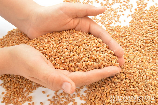USDA зменшило експорт української пшениці в сезоні-2021/22 вже на 5 млн т