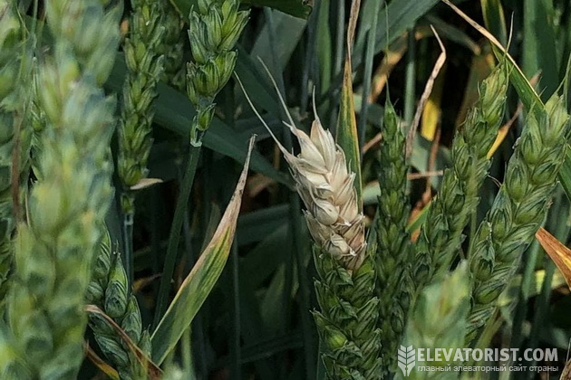Ранний фузариоз пшеницы. Хорошо видно место проникновения болезни в колос