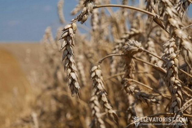 Продати несертифіковане зерно за тією ціною, що й з ISCC, навряд чи вийде