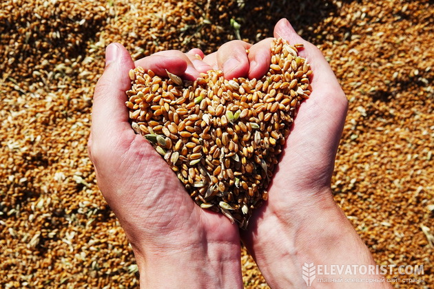 В цьому сезоні борошномели говорять про дефіцит продовольчої пшениці