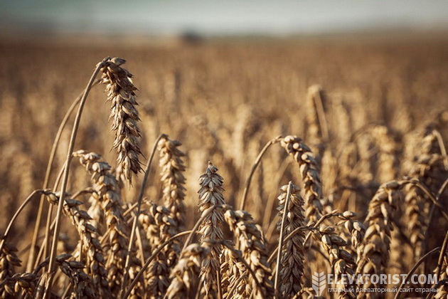 Основна перспектива цього сезону — низькі ціни на зерно в Україні