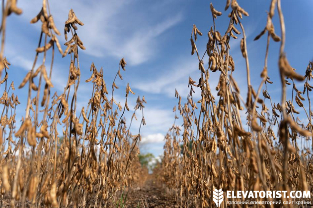 Всі вимоги Регламенту EUDR фактично лягають на плечі виробників та експортерів сої