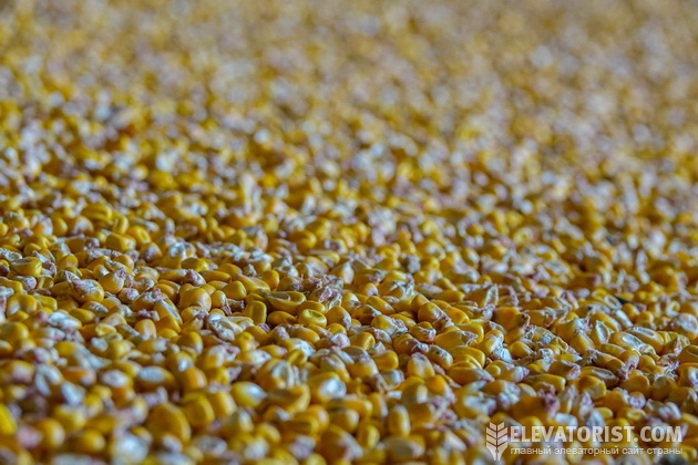 На українському ринку вартість зерна цього року близька до собівартості
