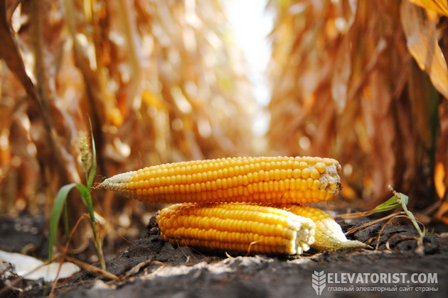 У вересні кукурудза продовжує лідирувати в обсягах експорту сг/культур