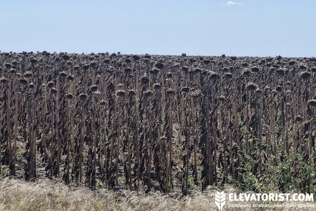 Посуха на Одещині