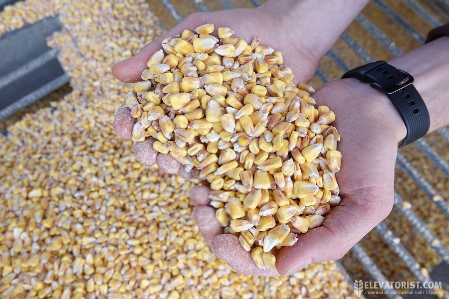 Основным покупателем украинской кукурузы в этом сезоне является Китай